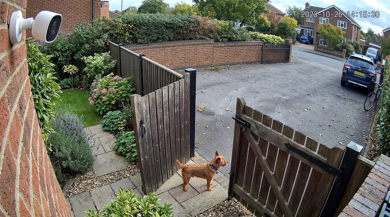 A dog peering through a garden gate
